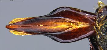Media type: image;   Entomology 731879 Aspect: gena